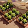 Kaktusz Gyertyák Szerzetes (6db)