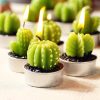 Kaktusz Gyertyák Agáva (6db)