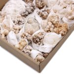 Ásvány Minták - Virág Kalcit (~ 20 darab)