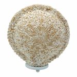 Boho Kagyló Lámpa - Vegyes - 30cm