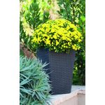 Keter Rattan kaspó S 23,6 l grafit