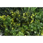 Mű zöld fal G21 Listo Jungle, 50×50 cm