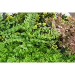 Mű zöld fal G21 Listo Forest, 50×50 cm