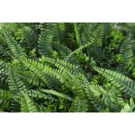Mű zöld fal G21 Listo Ferns, 50×50 cm